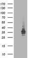 Ubiquitin-like-conjugating enzyme ATG3 antibody, CF503370, Origene, Western Blot image 