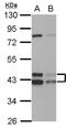 DnaJ homolog subfamily A member 3, mitochondrial antibody, NBP2-20633, Novus Biologicals, Western Blot image 