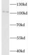 Unc-45 Myosin Chaperone A antibody, FNab09258, FineTest, Western Blot image 