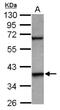 LIM Homeobox 5 antibody, NBP2-15011, Novus Biologicals, Western Blot image 