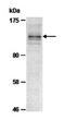 Fanconi anemia group I protein antibody, orb66890, Biorbyt, Western Blot image 