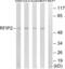 RAB11 Family Interacting Protein 2 antibody, LS-C120285, Lifespan Biosciences, Western Blot image 