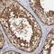 Prostaglandin E synthase 3 antibody, HPA038673, Atlas Antibodies, Immunohistochemistry frozen image 