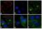 Mouse IgG (H+L) antibody, P-852, Invitrogen Antibodies, Immunofluorescence image 