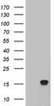 Trefoil Factor 1 antibody, CF804565, Origene, Western Blot image 