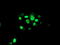 ATR Interacting Protein antibody, TA504641, Origene, Immunofluorescence image 