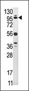 Ubiquitin Specific Peptidase 1 antibody, AP12001PU-N, Origene, Western Blot image 