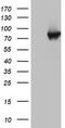 Poly(A)-Specific Ribonuclease antibody, CF802649, Origene, Western Blot image 