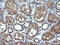 Anaphase-promoting complex subunit 11 antibody, LS-C174746, Lifespan Biosciences, Immunohistochemistry paraffin image 