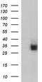CD7 Molecule antibody, TA506337, Origene, Western Blot image 
