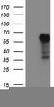 WT1 Associated Protein antibody, TA808317S, Origene, Western Blot image 