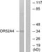 Putative olfactory receptor 52A4 antibody, PA5-38177, Invitrogen Antibodies, Western Blot image 