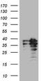 POU domain class 2-associating factor 1 antibody, TA807926S, Origene, Western Blot image 