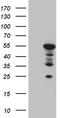 MOK Protein Kinase antibody, TA810865, Origene, Western Blot image 