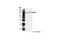 WEE1 G2 Checkpoint Kinase antibody, 4936S, Cell Signaling Technology, Western Blot image 