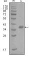 Fatty Acid Binding Protein 4 antibody, abx010771, Abbexa, Enzyme Linked Immunosorbent Assay image 