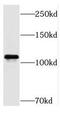 pRb antibody, FNab07140, FineTest, Western Blot image 