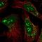 Chromosome X Open Reading Frame 56 antibody, NBP1-82098, Novus Biologicals, Immunofluorescence image 