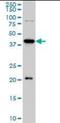YY1 Transcription Factor antibody, orb94778, Biorbyt, Western Blot image 