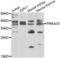 Protein Kinase AMP-Activated Non-Catalytic Subunit Gamma 1 antibody, LS-C346346, Lifespan Biosciences, Western Blot image 