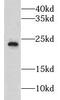 Glutathione peroxidase 7 antibody, FNab03624, FineTest, Western Blot image 