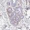 Defensin Beta 124 antibody, NBP2-14718, Novus Biologicals, Immunohistochemistry frozen image 