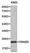 CASP2 And RIPK1 Domain Containing Adaptor With Death Domain antibody, orb129570, Biorbyt, Western Blot image 