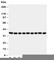 Kallikrein Related Peptidase 10 antibody, R30919, NSJ Bioreagents, Western Blot image 