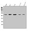 Seizure Related 6 Homolog Like antibody, A08803-1, Boster Biological Technology, Western Blot image 