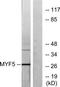 Myogenic factor 5 antibody, TA326233, Origene, Western Blot image 