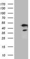 GA Binding Protein Transcription Factor Subunit Beta 1 antibody, TA811262S, Origene, Western Blot image 