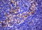 B7 antibody, UM500055, Origene, Immunohistochemistry paraffin image 