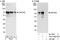 Zinc Finger Protein 326 antibody, A301-880A, Bethyl Labs, Immunoprecipitation image 