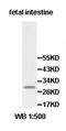 Phosducin-like protein 3 antibody, orb77893, Biorbyt, Western Blot image 