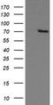beta-Gal antibody, TA505625S, Origene, Western Blot image 
