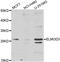 ELMO Domain Containing 3 antibody, abx006492, Abbexa, Western Blot image 