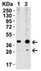 X-Box Binding Protein 1 antibody, A00234-1, Boster Biological Technology, Western Blot image 