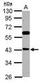 BRMS1 Like Transcriptional Repressor antibody, PA5-32016, Invitrogen Antibodies, Western Blot image 