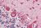 Calreticulin antibody, MBS245887, MyBioSource, Immunohistochemistry paraffin image 