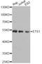 ETS Proto-Oncogene 1, Transcription Factor antibody, STJ23580, St John