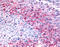 Probable G-protein coupled receptor 32 antibody, TA340615, Origene, Immunohistochemistry frozen image 