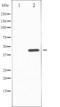 Mitogen-Activated Protein Kinase 8 antibody, TA325665, Origene, Western Blot image 