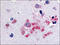 Brain-specific angiogenesis inhibitor 1 antibody, AP06996PU-N, Origene, Immunohistochemistry frozen image 