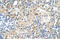 Solute Carrier Family 9 Member A9 antibody, 29-957, ProSci, Immunohistochemistry paraffin image 