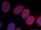 Rabbit IgG, H & L Chain antibody, YF594-66467, Proteintech Group, Immunofluorescence image 