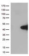 MYD88 Innate Immune Signal Transduction Adaptor antibody, CF502118, Origene, Western Blot image 