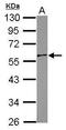 c-Myc antibody, TA307883, Origene, Western Blot image 