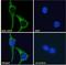 Uncoupling Protein 2 antibody, LS-B3249, Lifespan Biosciences, Immunofluorescence image 