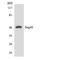 Septin-6 antibody, LS-B12503, Lifespan Biosciences, Western Blot image 