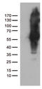 FIP-3 antibody, TA812460, Origene, Western Blot image 
